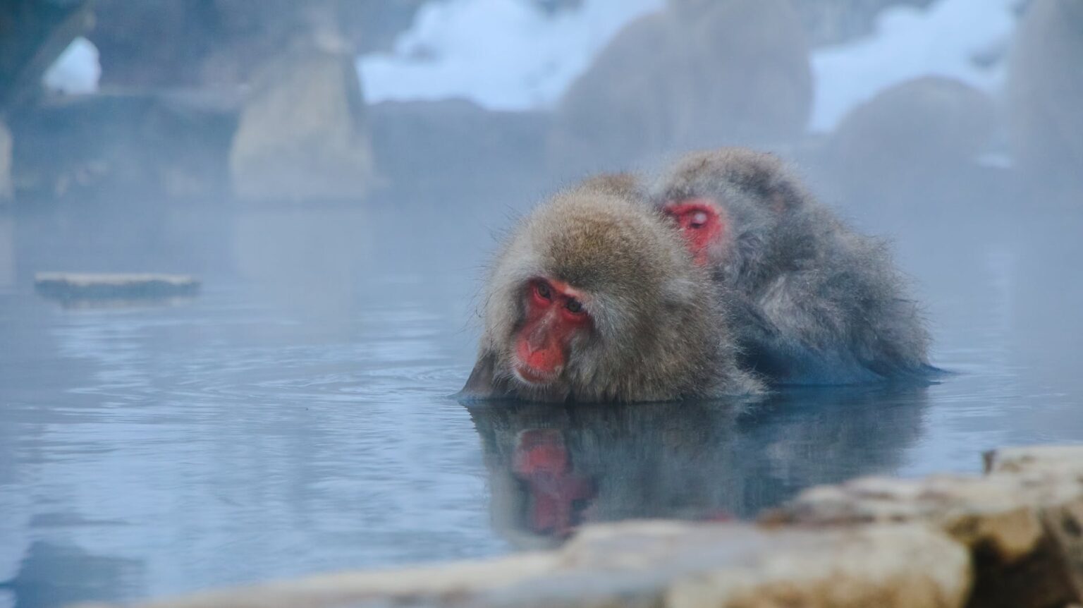 two monkeys partially submerged in water